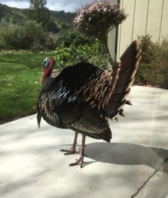 turkey-on-my-patio-3-4-17
