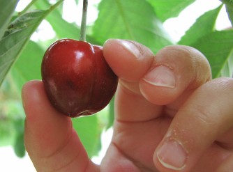 hand picking cherry