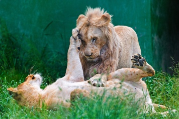 Male & Female Lions